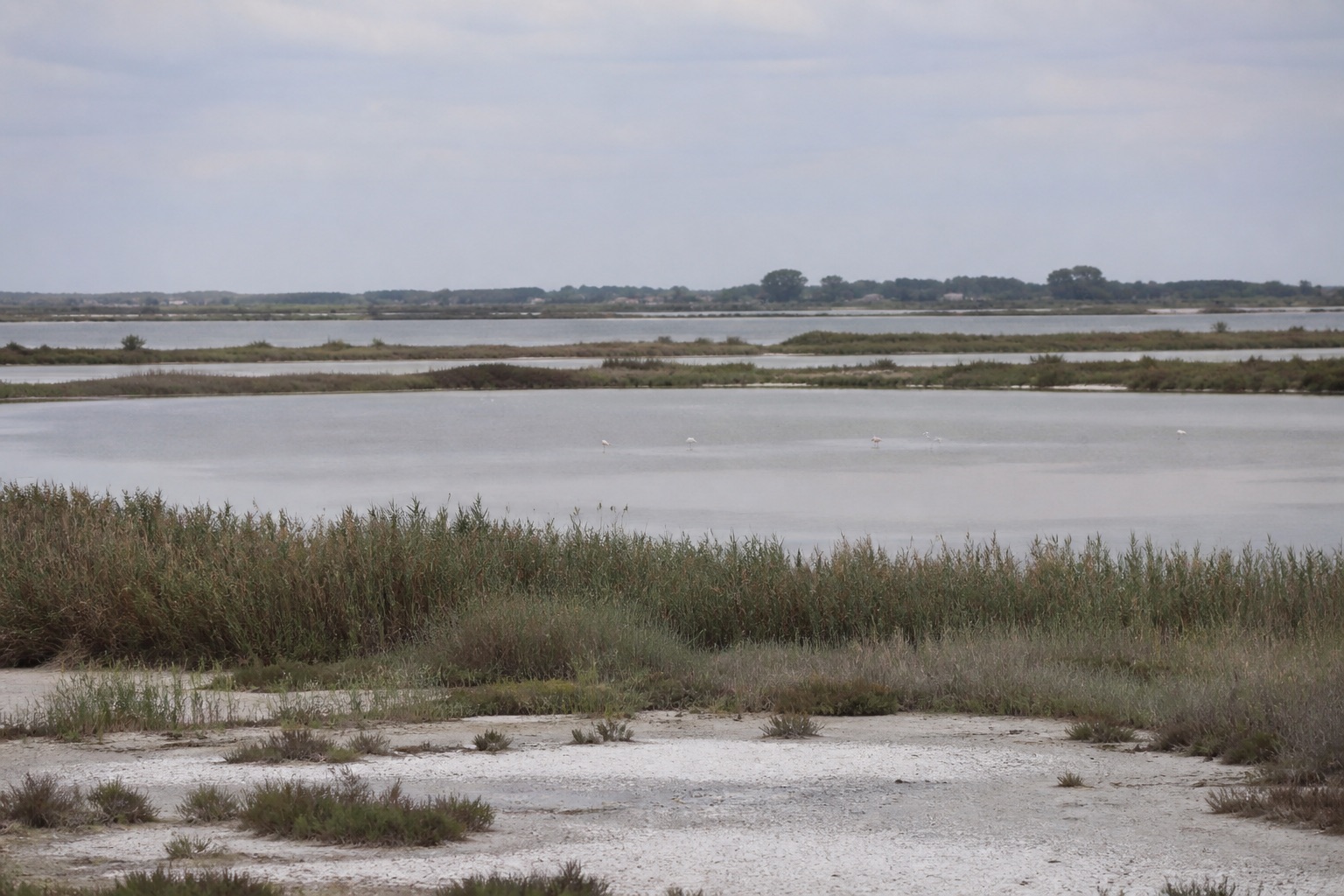 Étang et marais de Camargue, roselières sous un ciel bas.