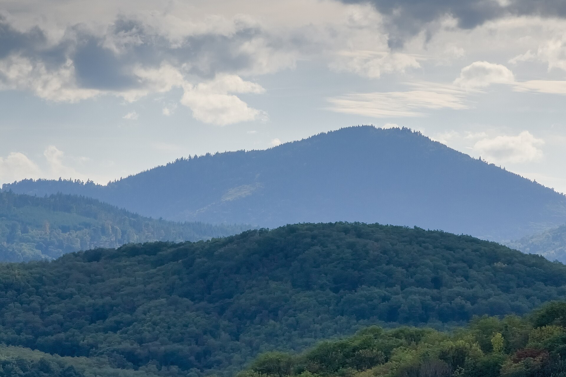 Forêt de montagne dans les Vosges.